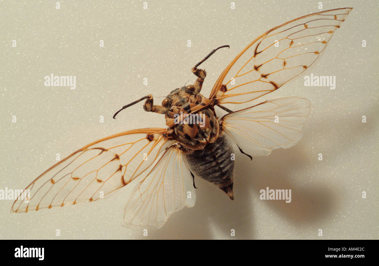 cicada bug mounted on board Stock Photo: 1330731 - Alamy