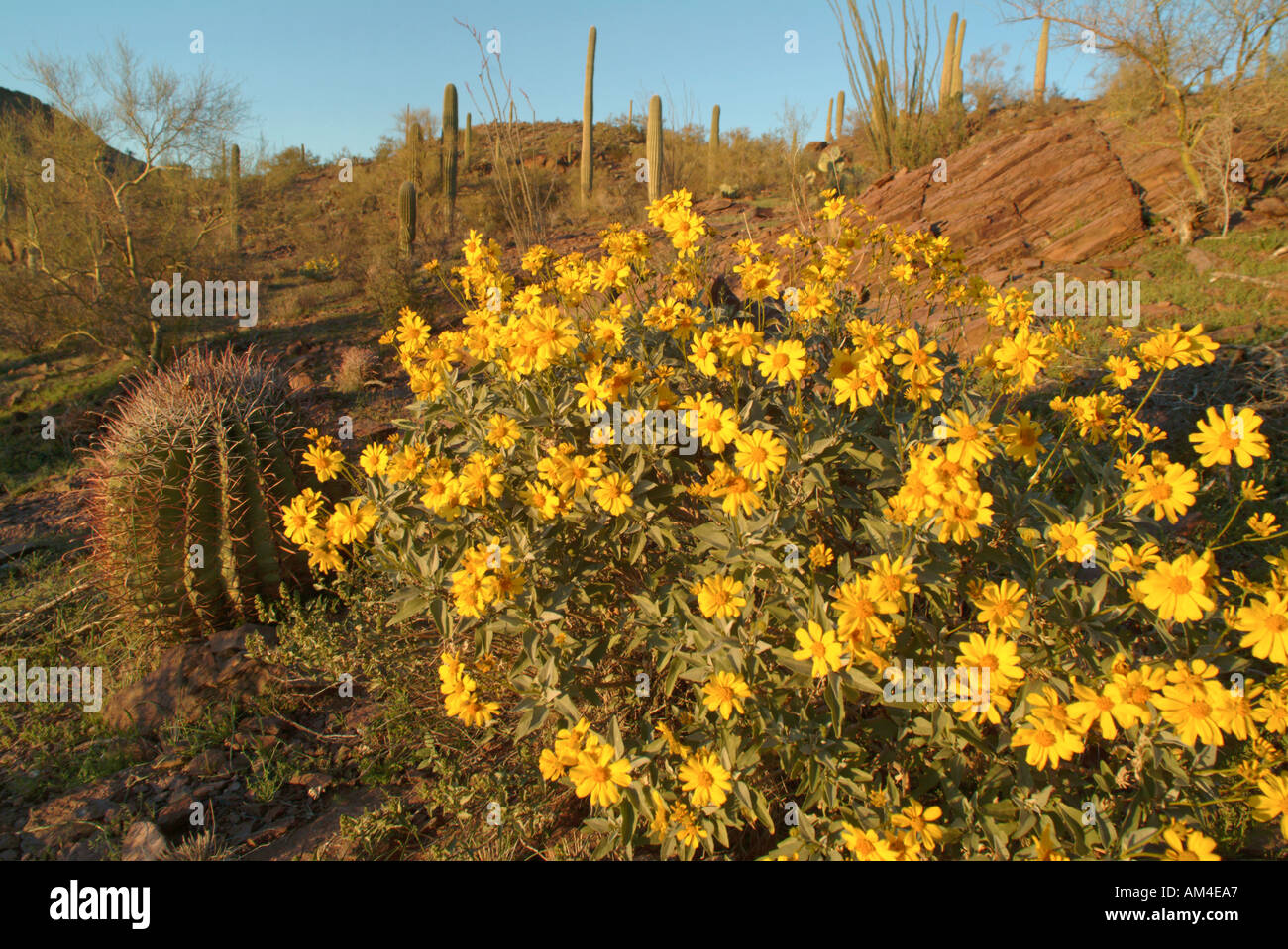 desert flowers of the Brittle Bush plant Stock Photo Alamy