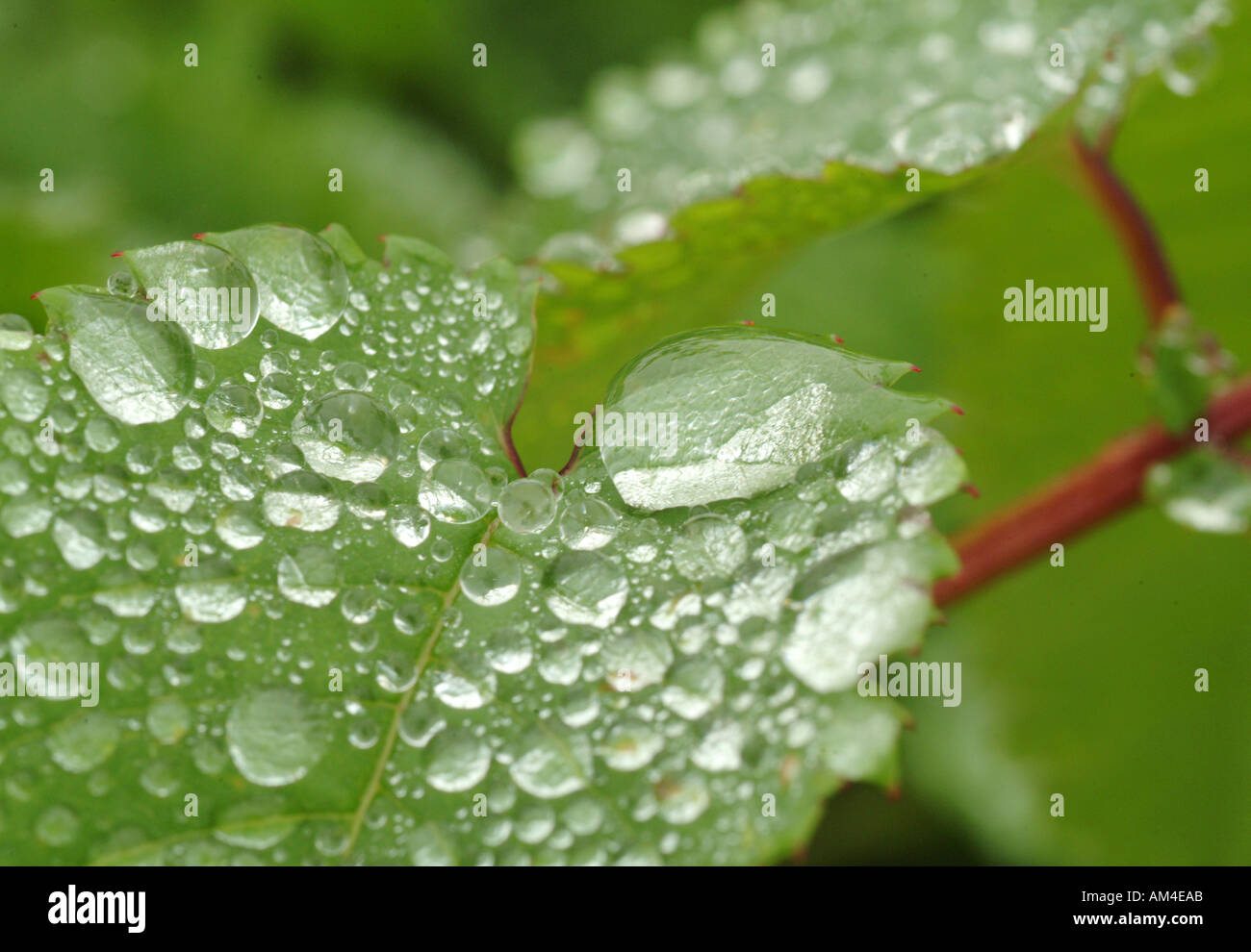 dew drops on a green leaf Stock Photo