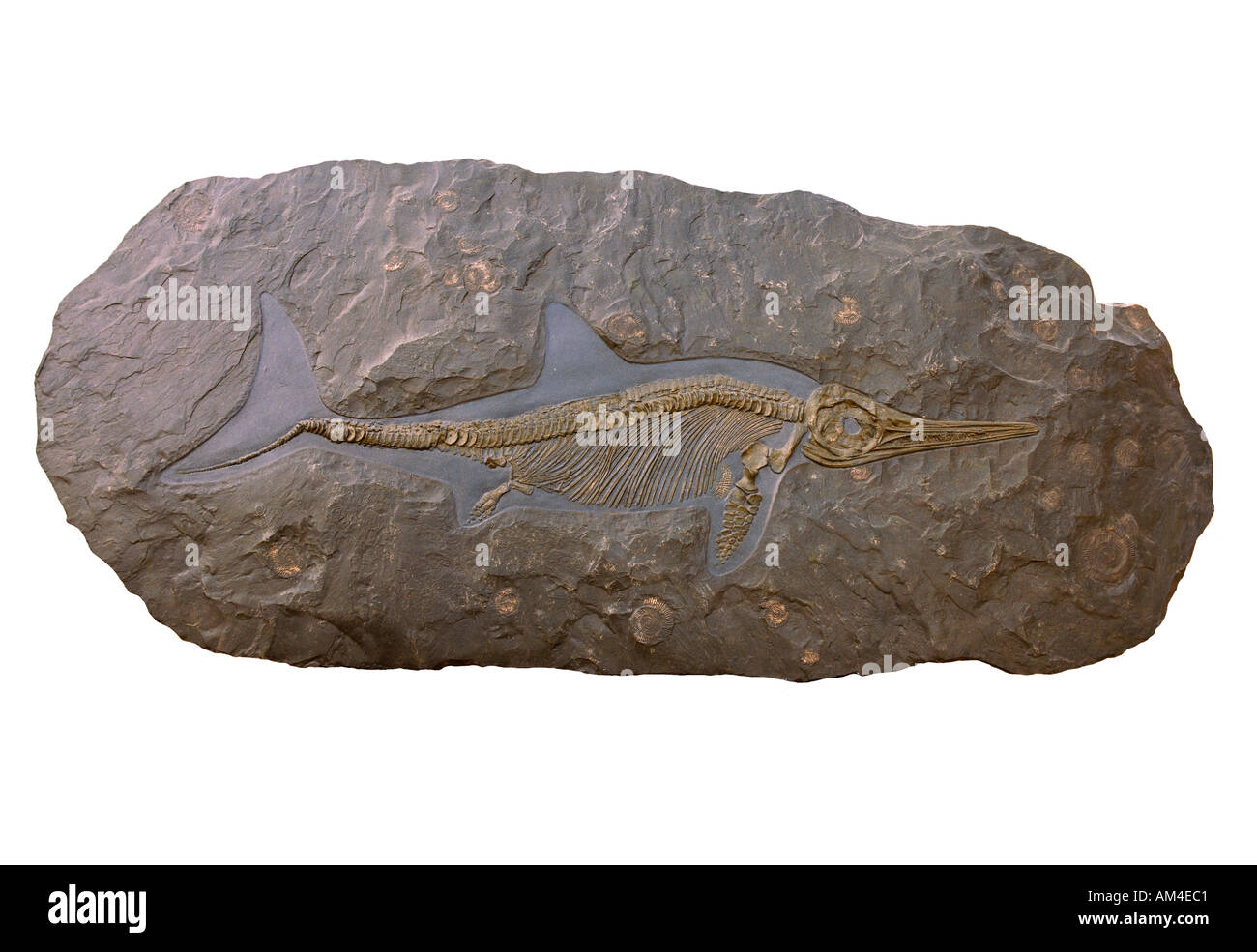 A large pre-historic dolphin fossil Stock Photo