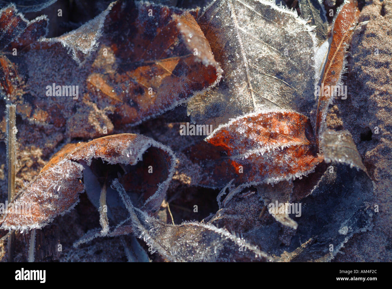 frost on dried autumn leaves Stock Photo