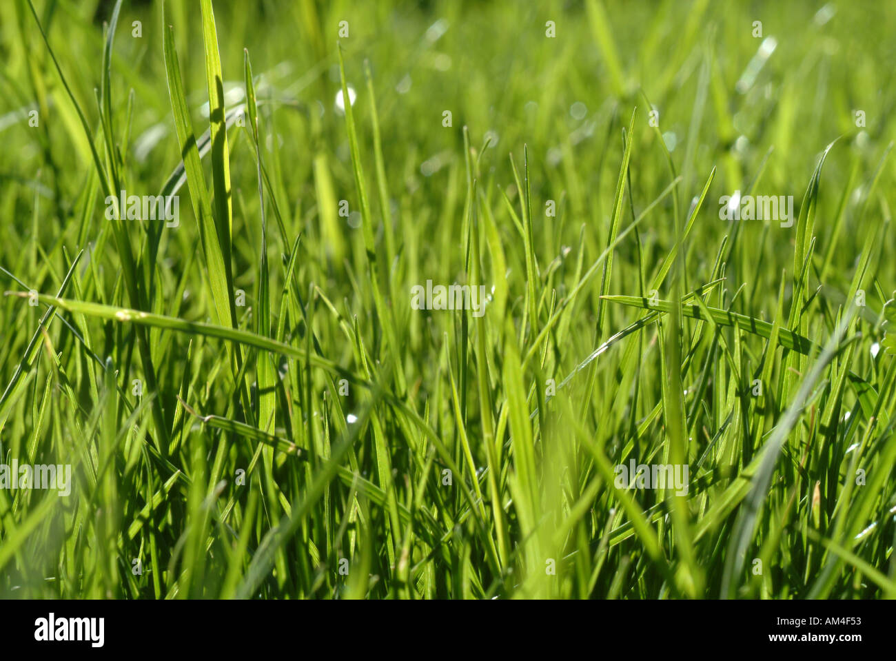 Green Grass of a lawn close-up Stock Photo - Alamy