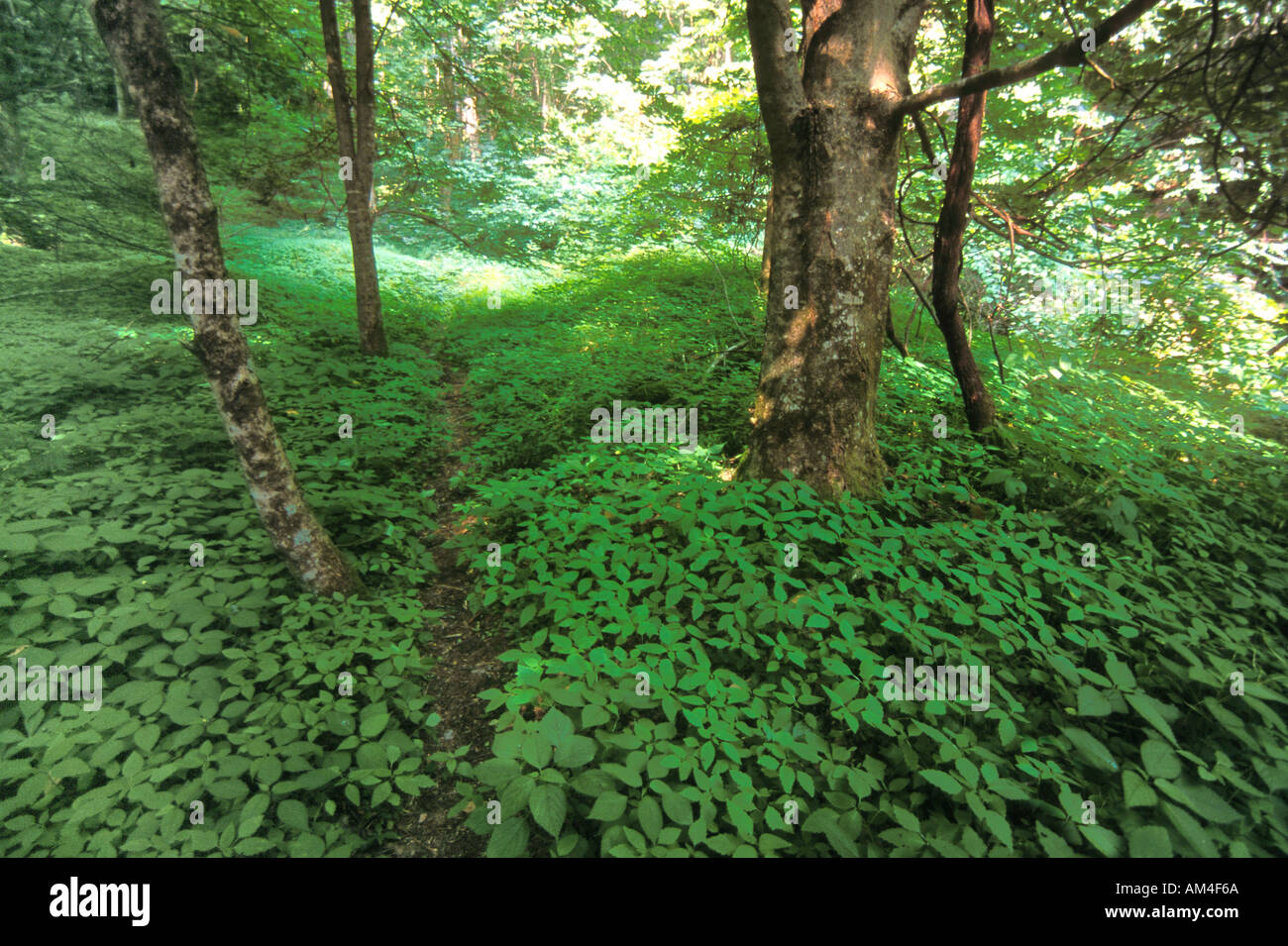 shady forest grove with a green ground cover Stock Photo