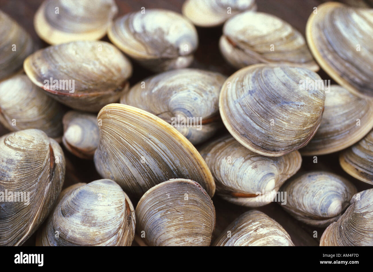 Quahogs hires stock photography and images Alamy