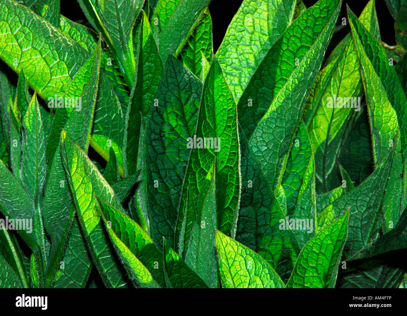 Comfrey Symphytum Officinalis Backlite Green Leaves. Stock Photo