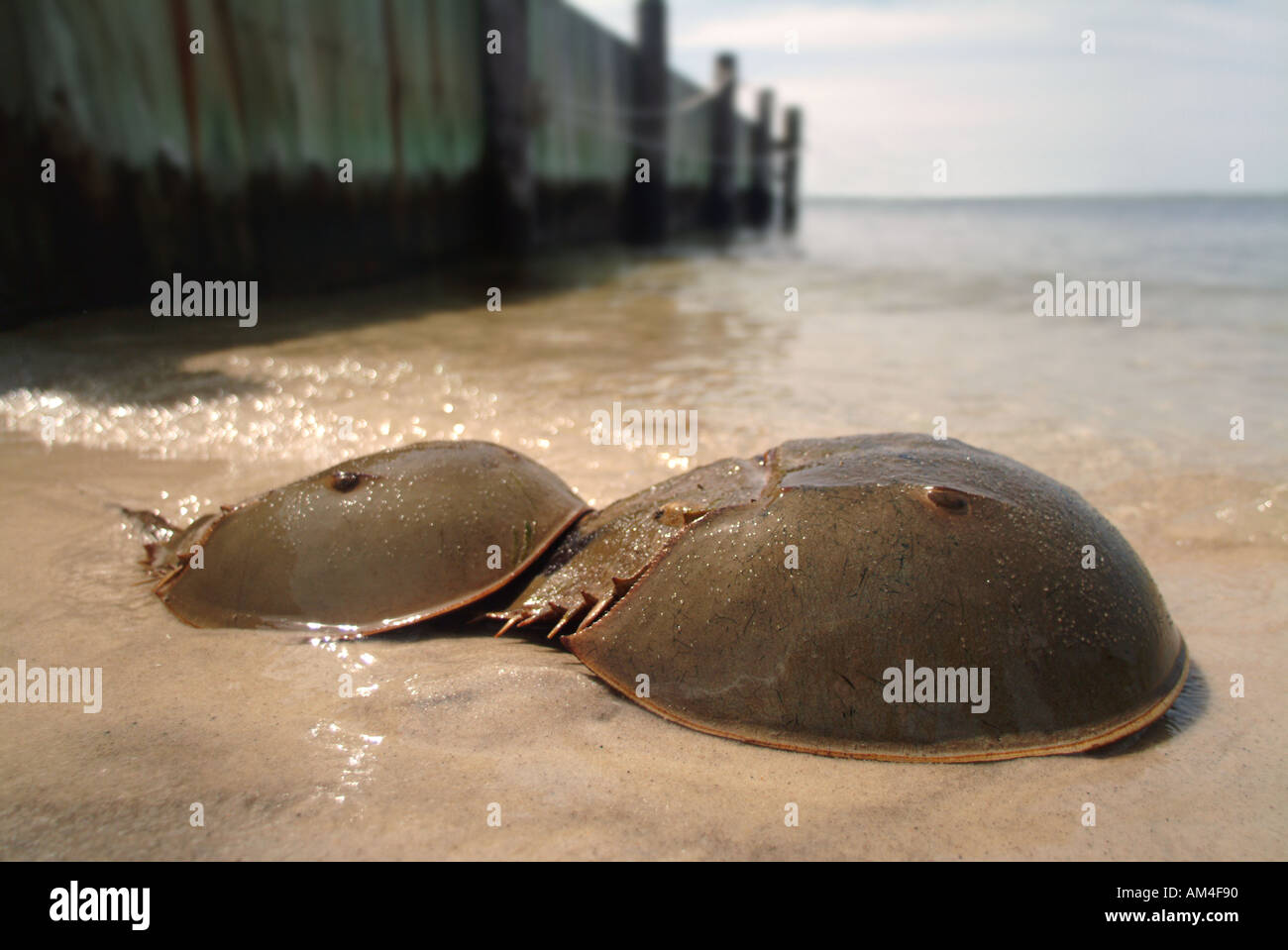 horseshoe crabs mating on a beach during the first full moon of June