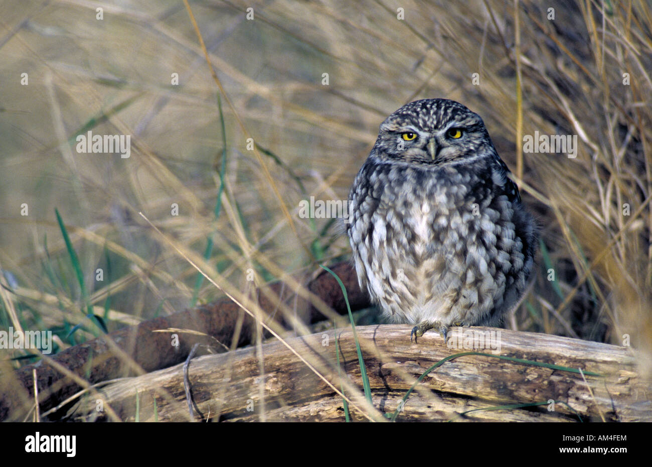 Kent owl hires stock photography and images Alamy