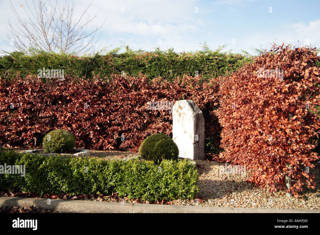 double hedge of beech and Cupressus Leylandii Stock Photo