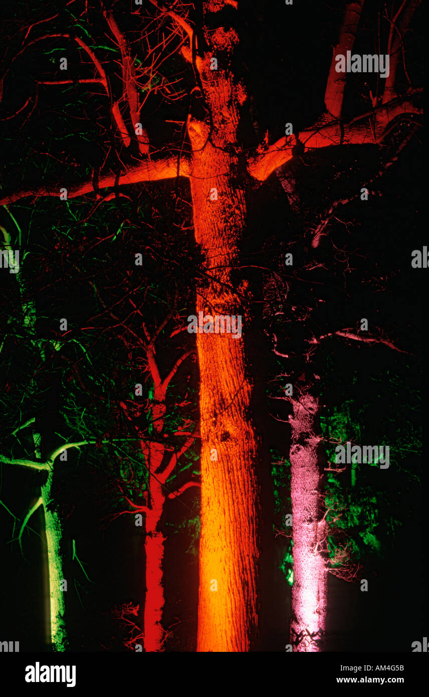 Illuminated Trees Westonbirt Arboretum Stock Photo - Alamy