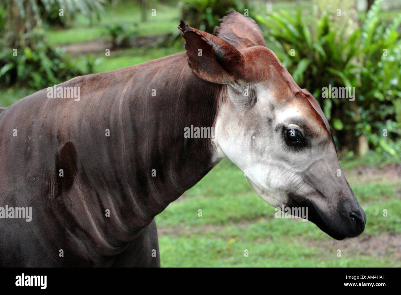 Okapi portrait, Okapia johnstoni Stock Photo - Alamy