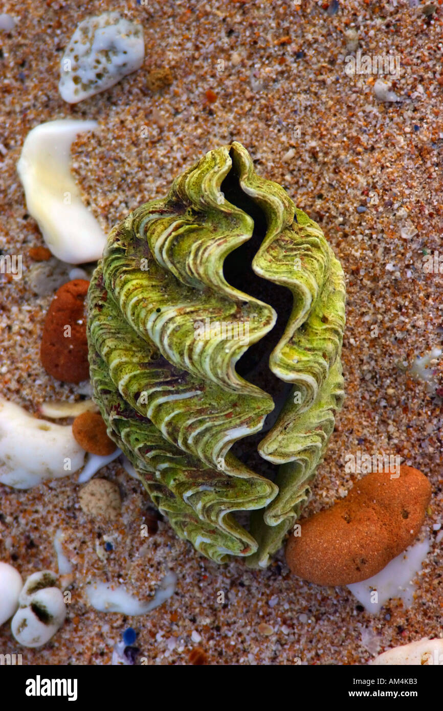 Clam shell on beach along Quobba Station north of Carnarvon Western Australia  Stock Photo