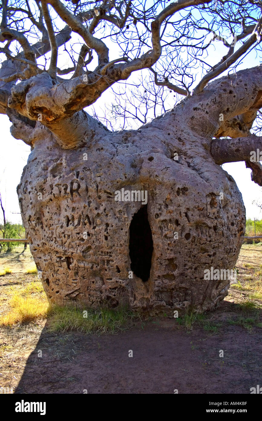 The Boab Prison Tree south of Derby Western Australia is said to be over 1000 years old and was