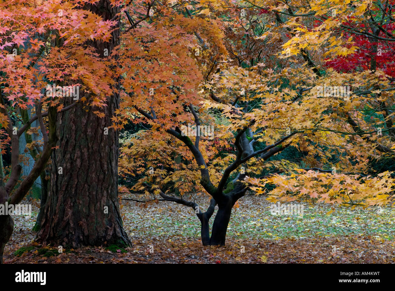 Trunk Leaves Autumn Westonbirt High Resolution Stock Photography and ...