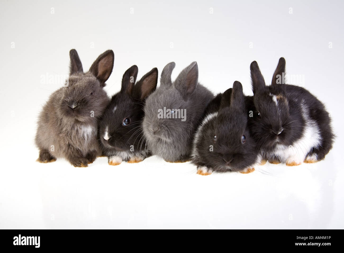 Rabbit five hi-res stock photography and images - Alamy