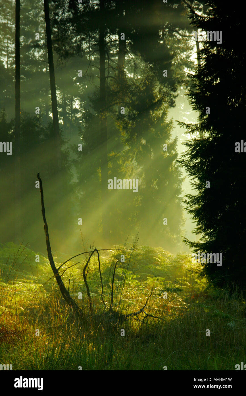 Early morning in pine forest Stock Photo - Alamy