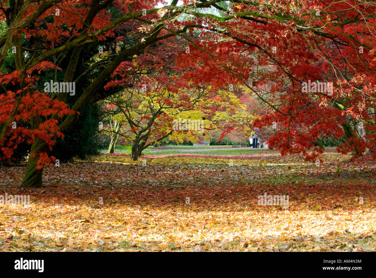 Autumn colours at Westonbirt Arboretum, Gloucestershire, England Stock Photo