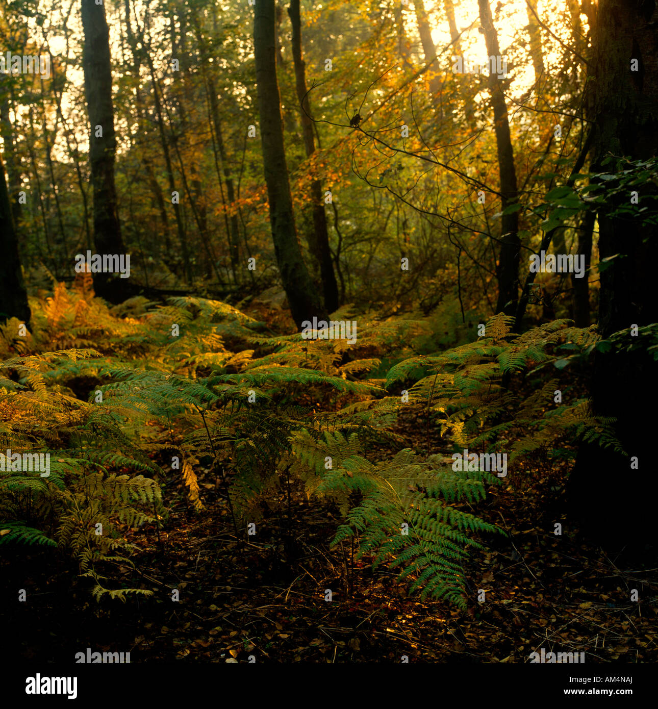 Epsom England Bracken Fern Stock Photo Alamy