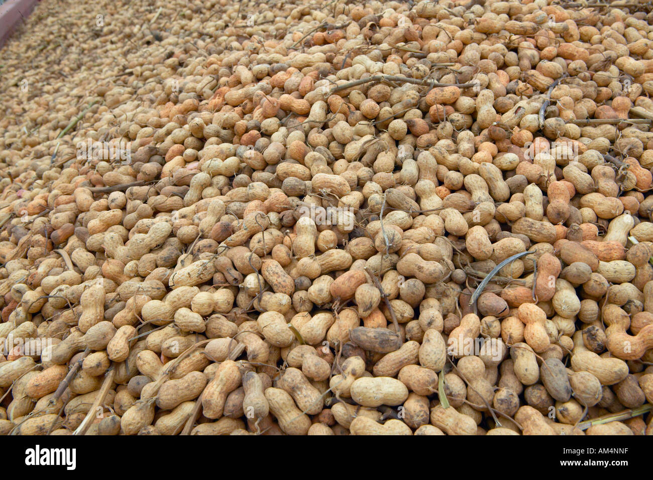 Mound of peanuts at peanut facility in Plains Stock Photo Alamy