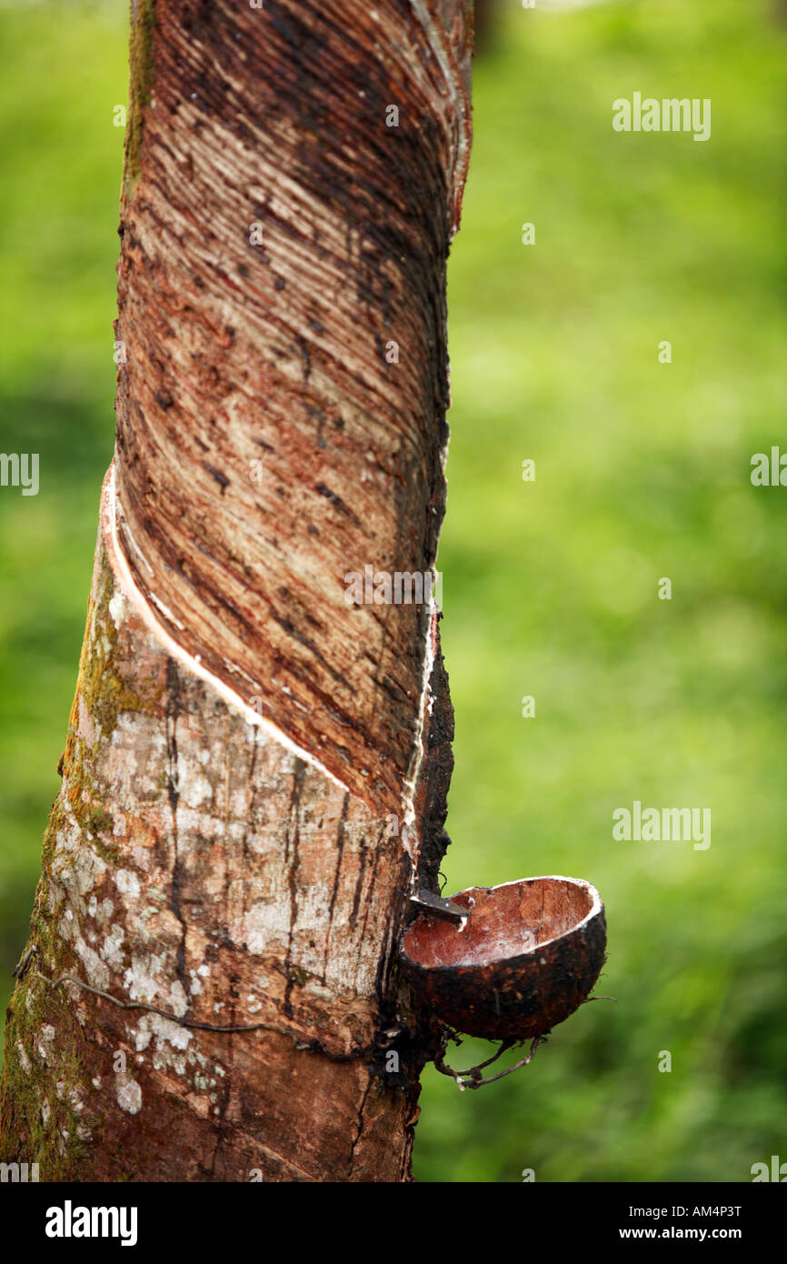 A rubber plantation in Sri Lanka with the trees being tapped for latex
