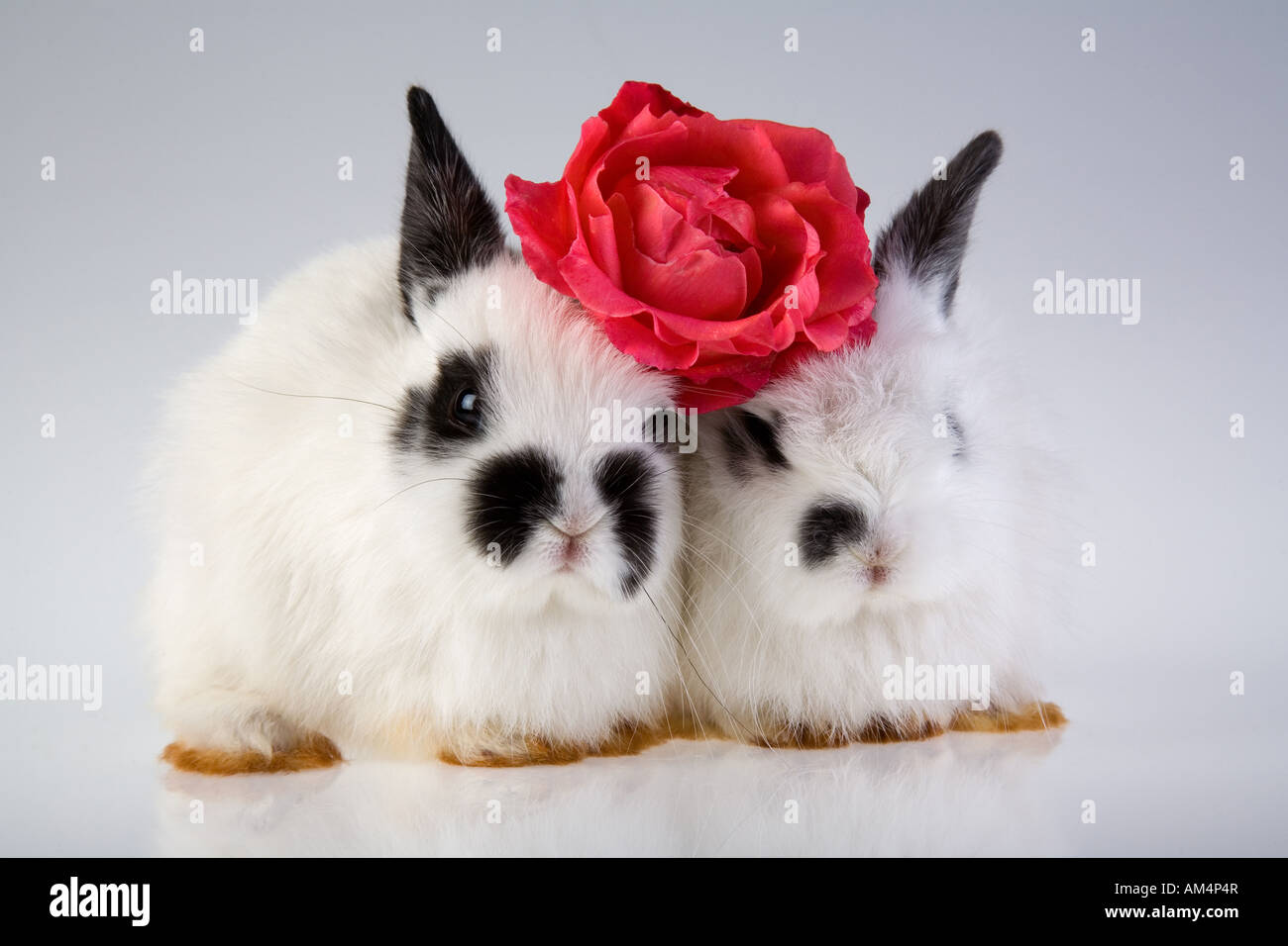 Black rabbit rose hi-res stock photography and images - Alamy