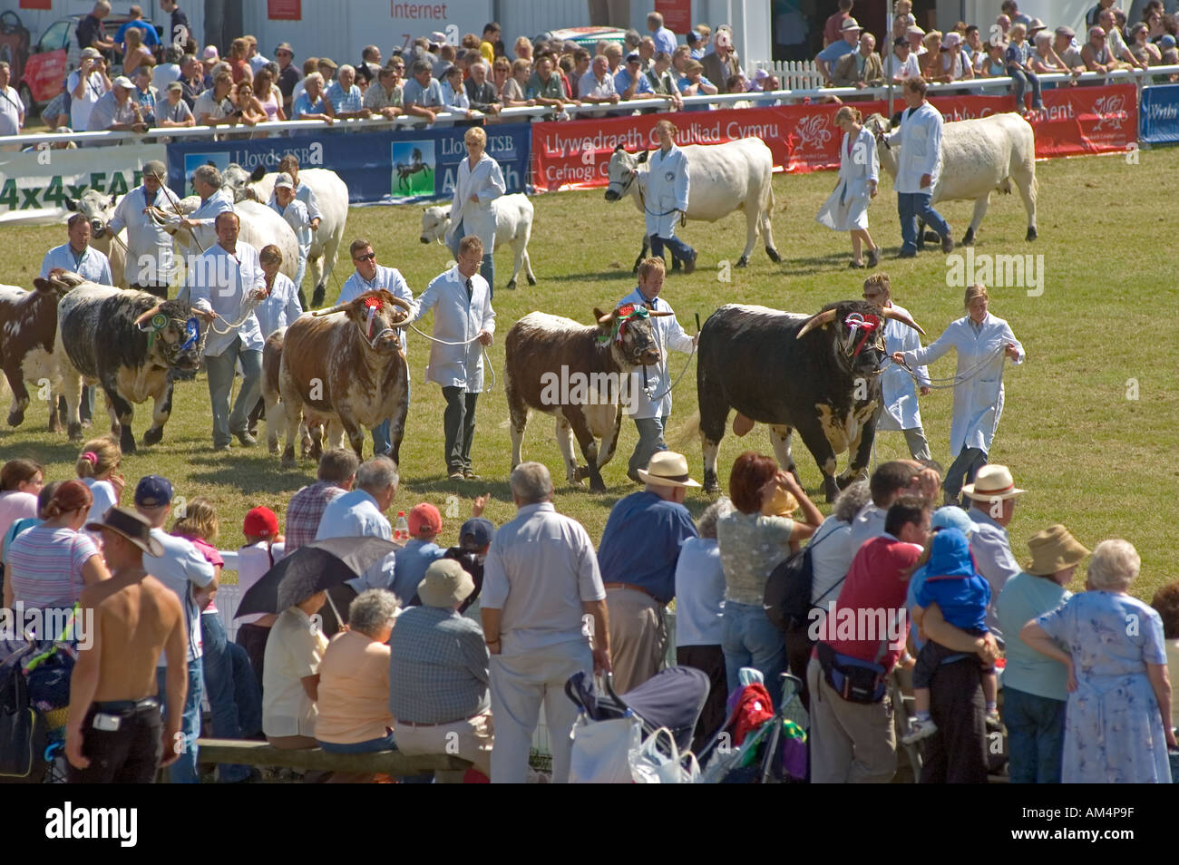 Winning cattle parade in the Main Ring at the Royal Welsh Agricultural Show, Llanelwedd, Powys, Wales, UK. Stock Photo