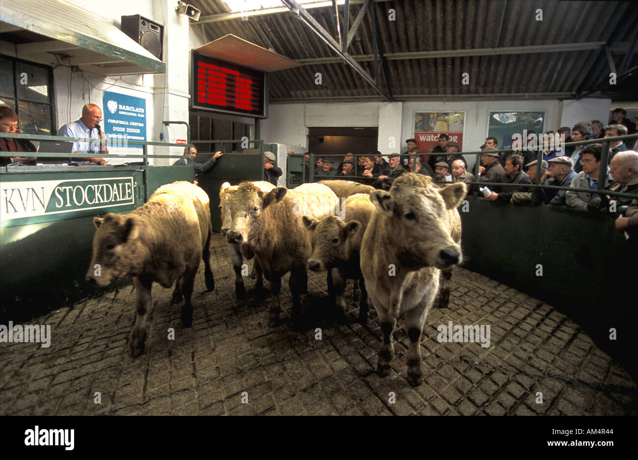 Cattle being auctioned in ring at Hallworthy market North Devon Engalnd Stock Photo