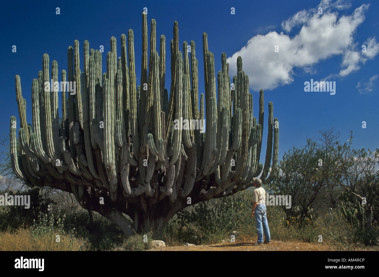 Man looking at giant cactus in desert near Teuhacan, Mexico Stock Photo