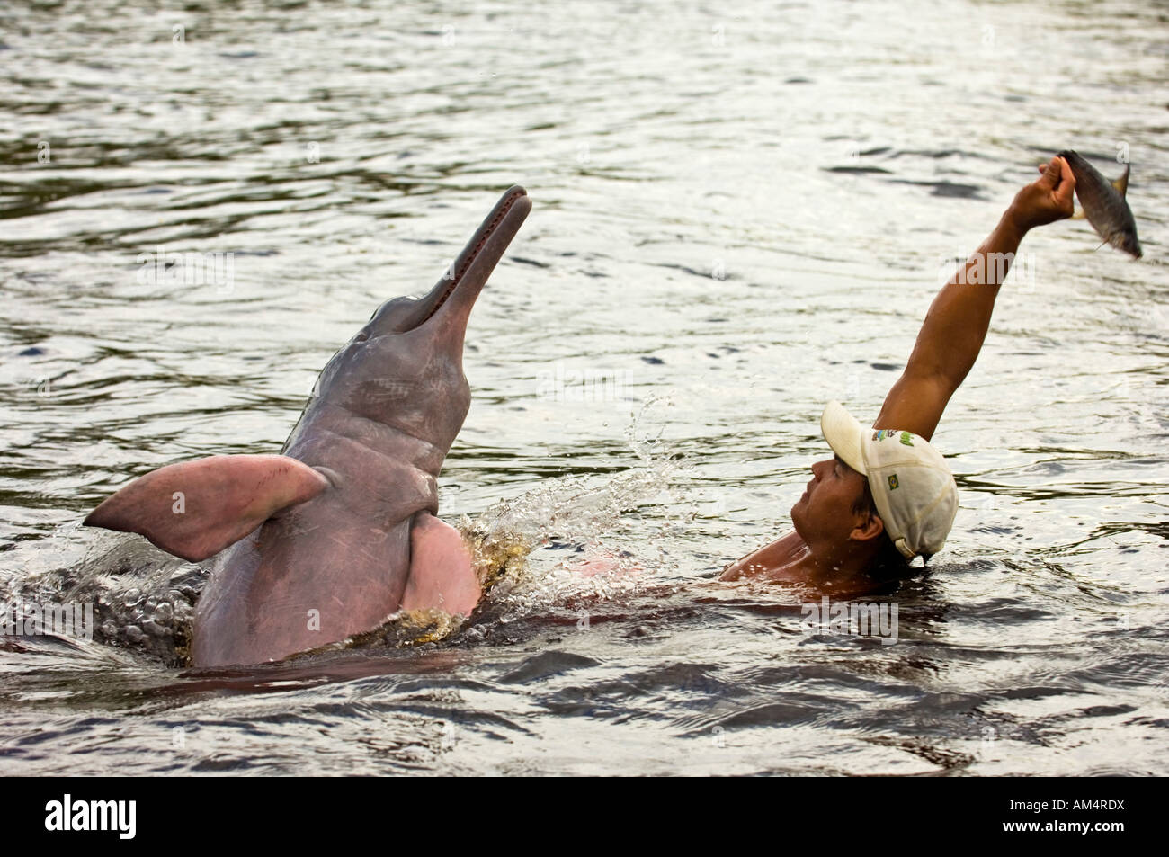 Amazonian pink dolphin Inia geoffrensis in the Amazon is a legendary being know as boto vermelho Stock Photo