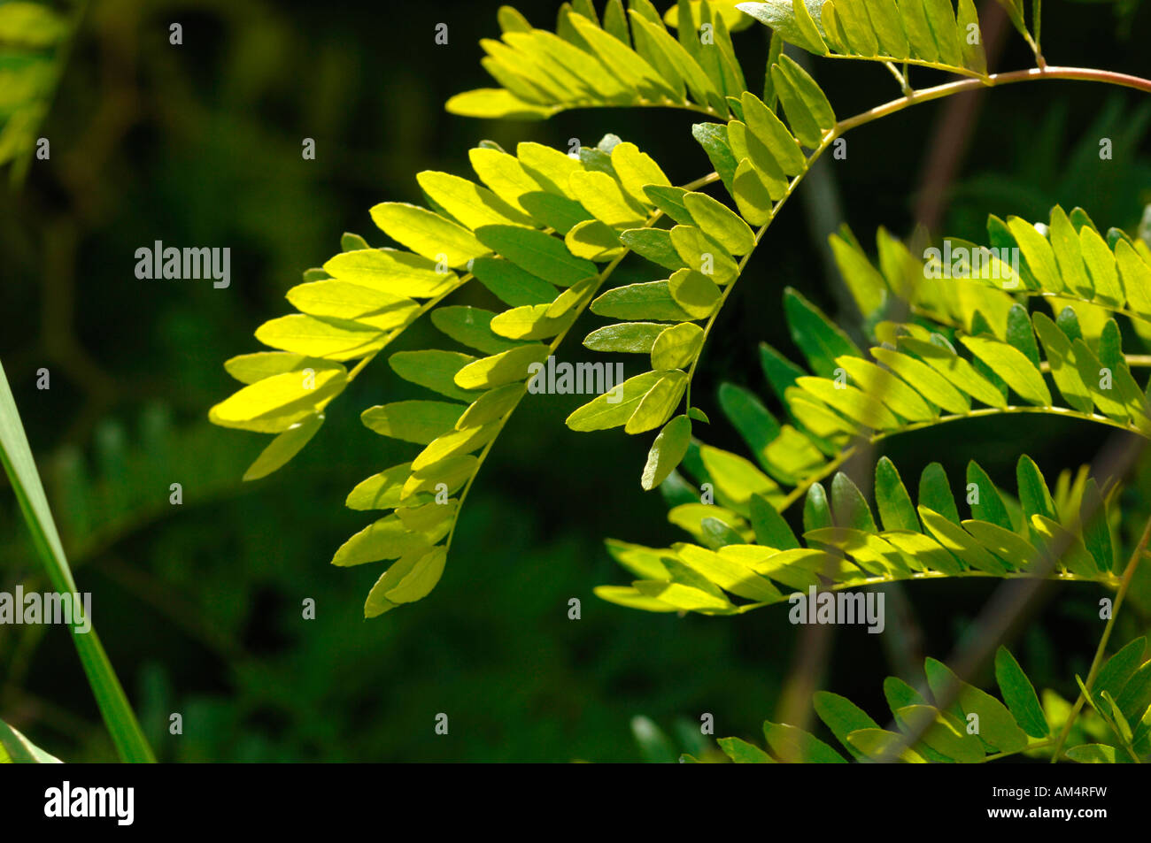 Gleditsia triacanthos Sunburst Leaves. Stock Photo