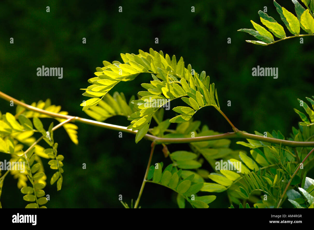 Gleditsia triacanthos Sunburst Leaves. Stock Photo