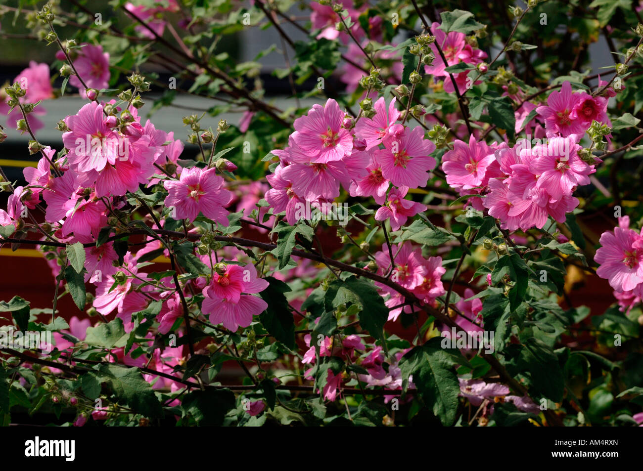 Lavatera Semi Evergreen Subshrub With Distinctive Pink Flowers Stock Photo