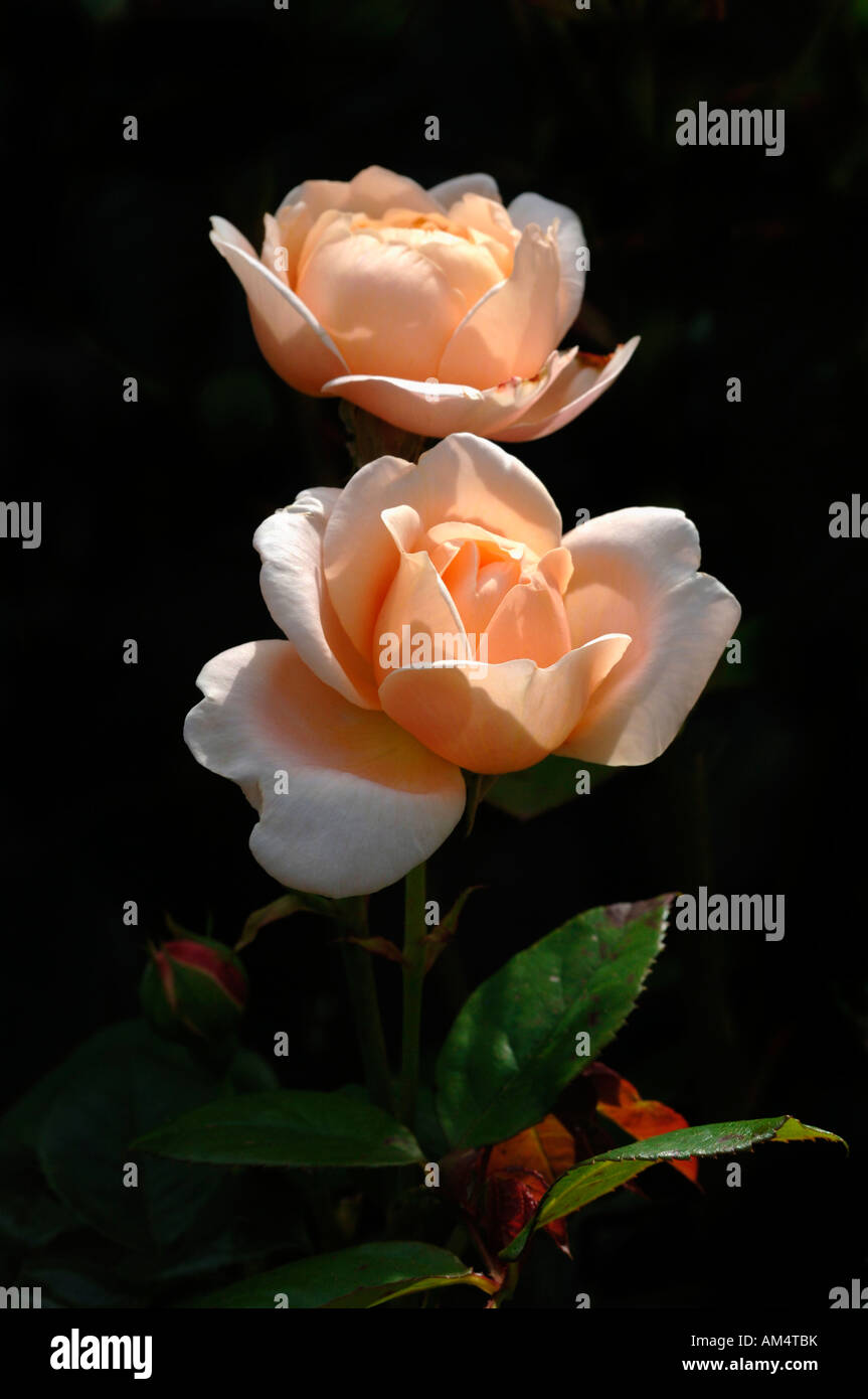Pair Of Healthy Fresh  Peach  Coloured Roses Named Ambridge. Stock Photo