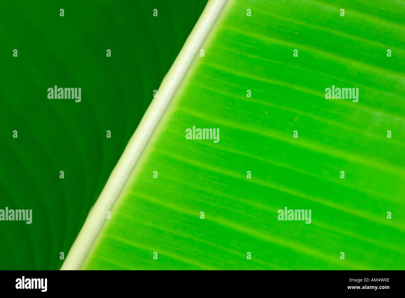 Banana palm leaf from a garden in the Kathmandu valley Nepal Stock Photo