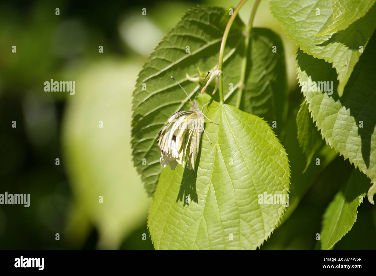 Female Green Veined White Butterfly 002 Stock Photo