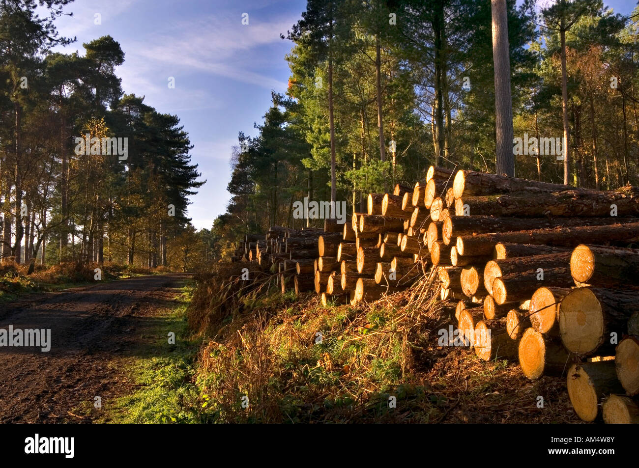 Logging Operations in Delamere Forest, Cheshire, England, UK Stock Photo