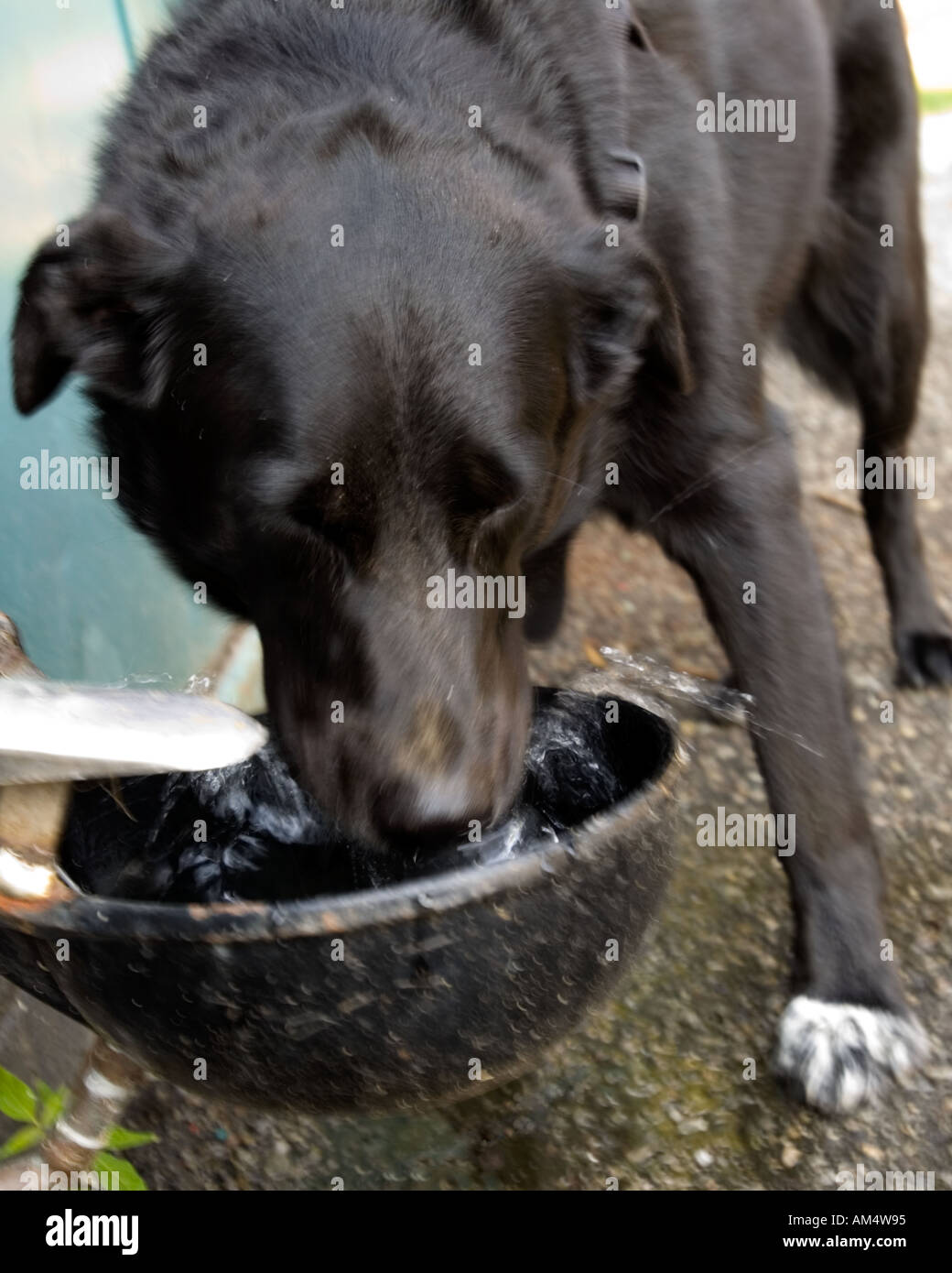 Thirsty dog drinking from dog fountain Stock Photo Alamy