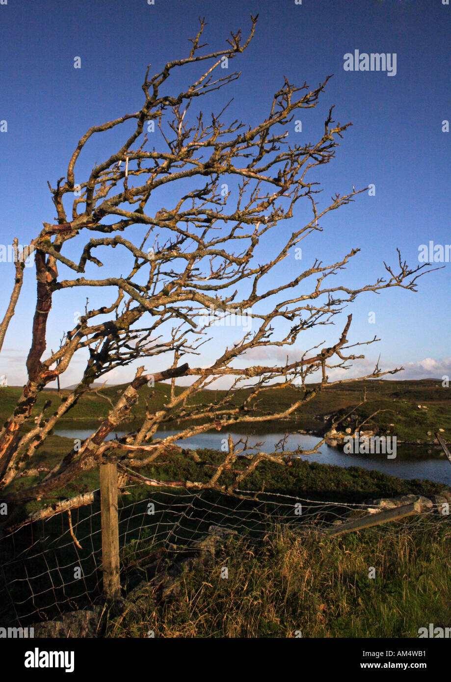 Wind blown silhouette of tree hi-res stock photography and images - Alamy