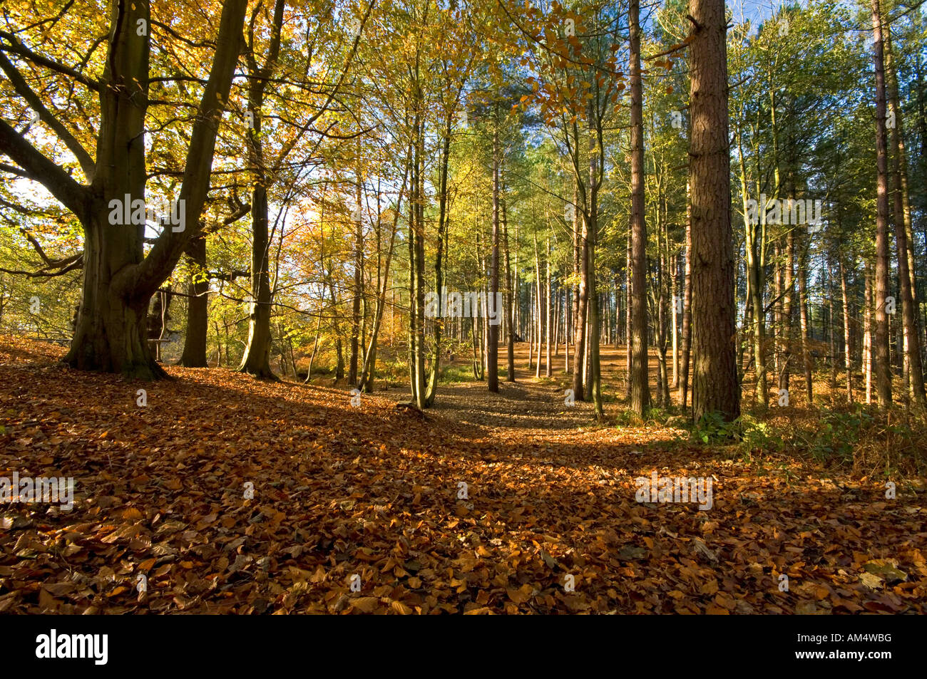 A Carpet of Autumnal Leaves Covers the Ground in Delamere Forest, Cheshire, England, UK Stock Photo