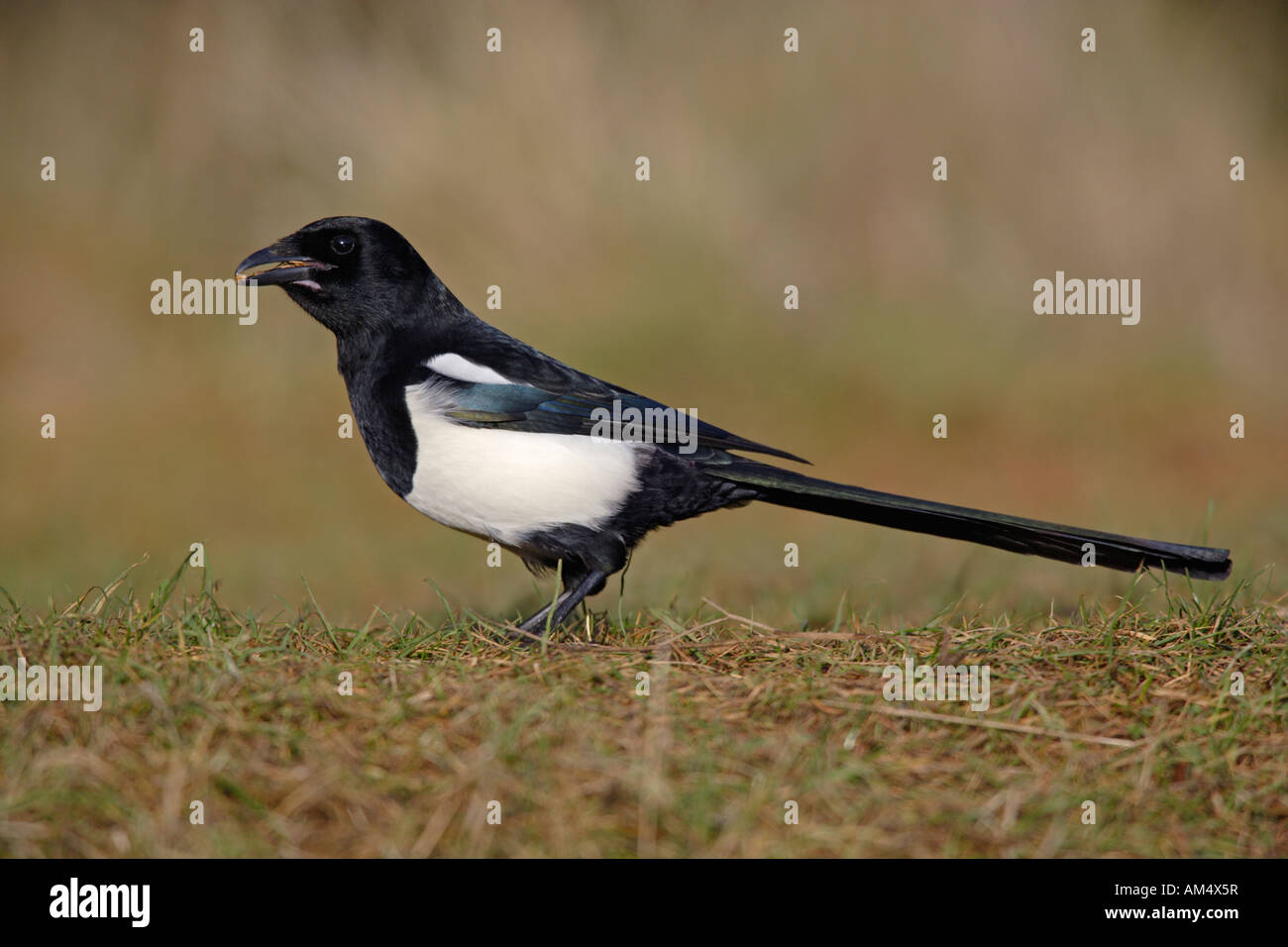 Magpie Pica pica looking alert Potton Bedfordshire Stock Photo