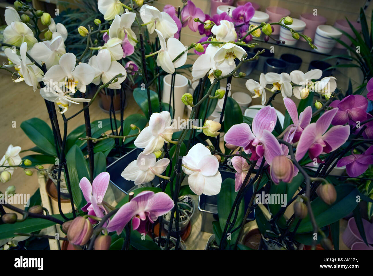 Display Many Potted Orchids Flowers [on sale] Stock Photo Alamy