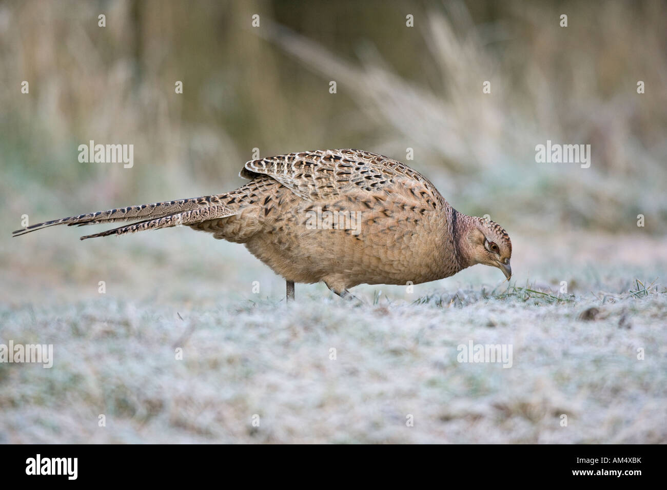 Hen Pheasant Phasianus colchicus standing looking alert Potton Bedfordshire on frosty morning Stock Photo