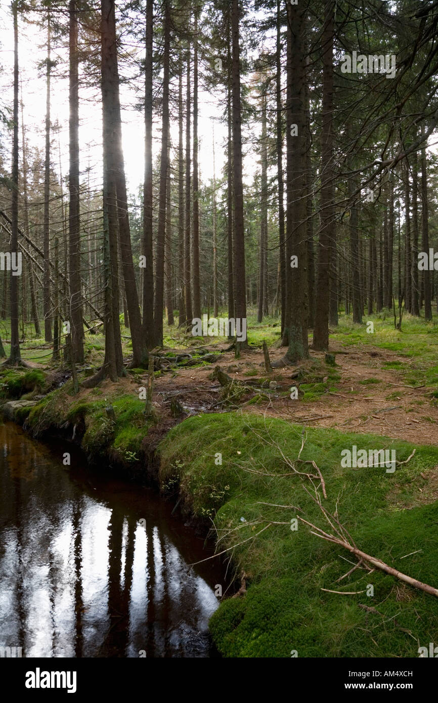 Forest on the slopes of Brocken Harz Region Lower Saxony Germany Stock Photo