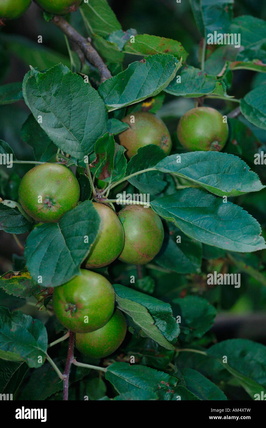 Fresh Russet Apples On A Tree. Stock Photo