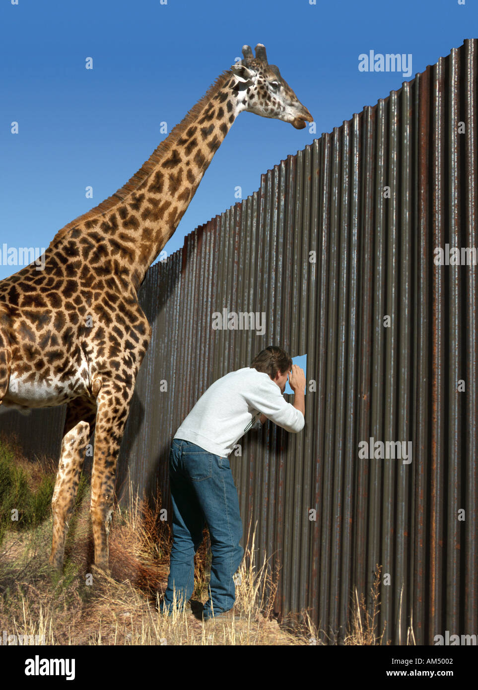 man peers through a hole in a fence and the giraffe peers over it Stock Photo