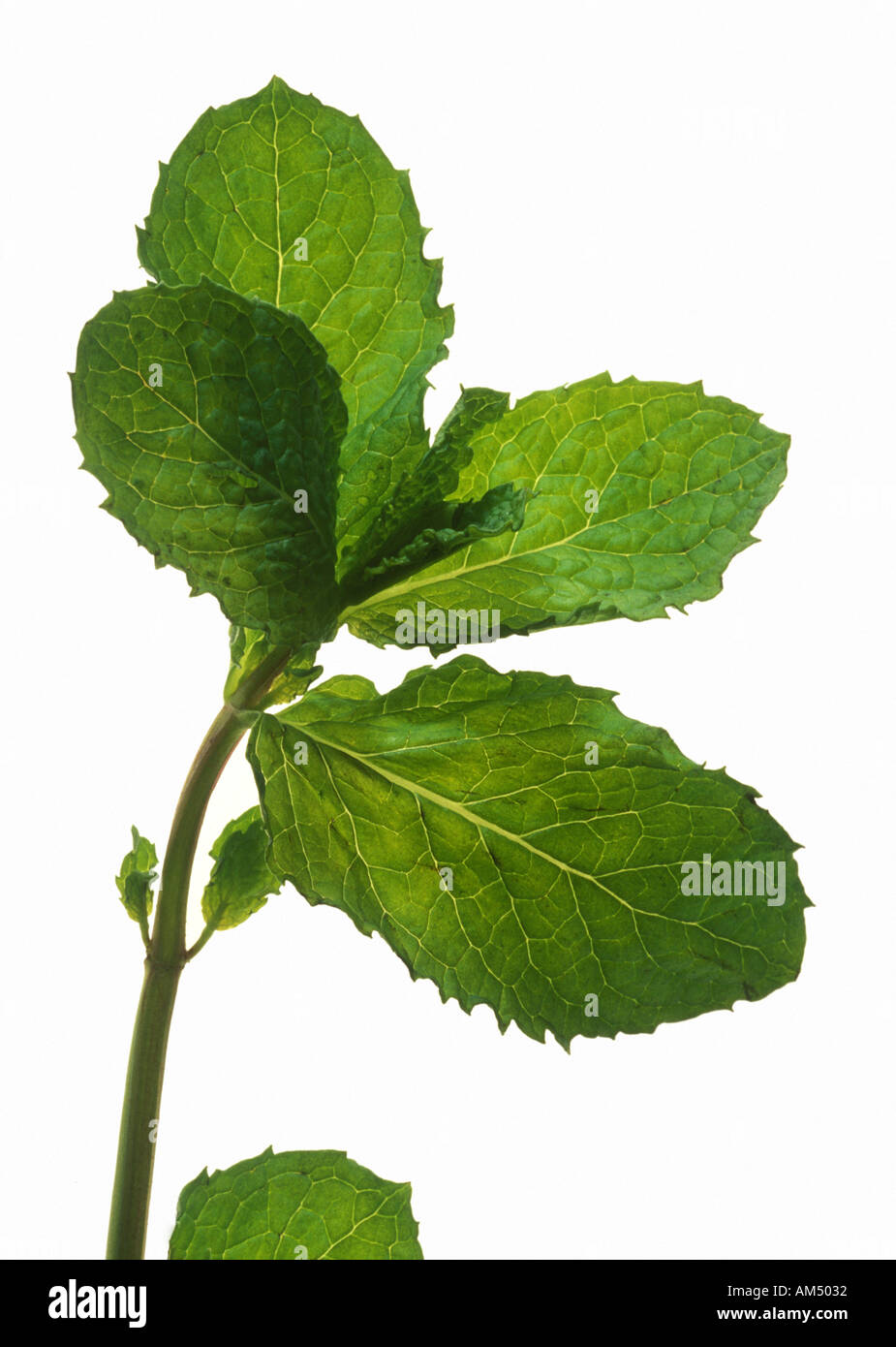 mint leaves on white Stock Photo