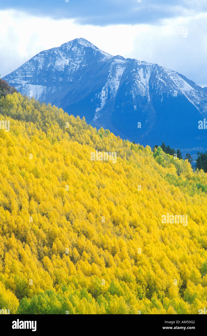 San Juan National Forest Aspen Colorado Stock Photo - Alamy