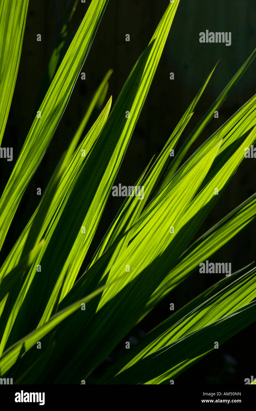 Water Reeds Dark Reeds in water hi-res stock photography and images - Alamy