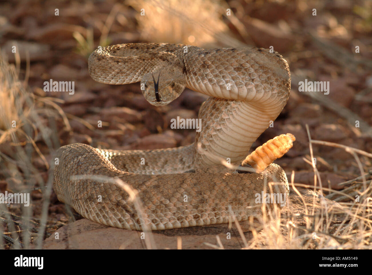 rattlesnake coiled and threatening to strike Stock Photo
