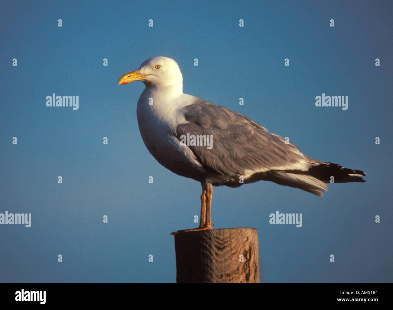 close up of an adult American herring gull Larus smithsonianus Stock