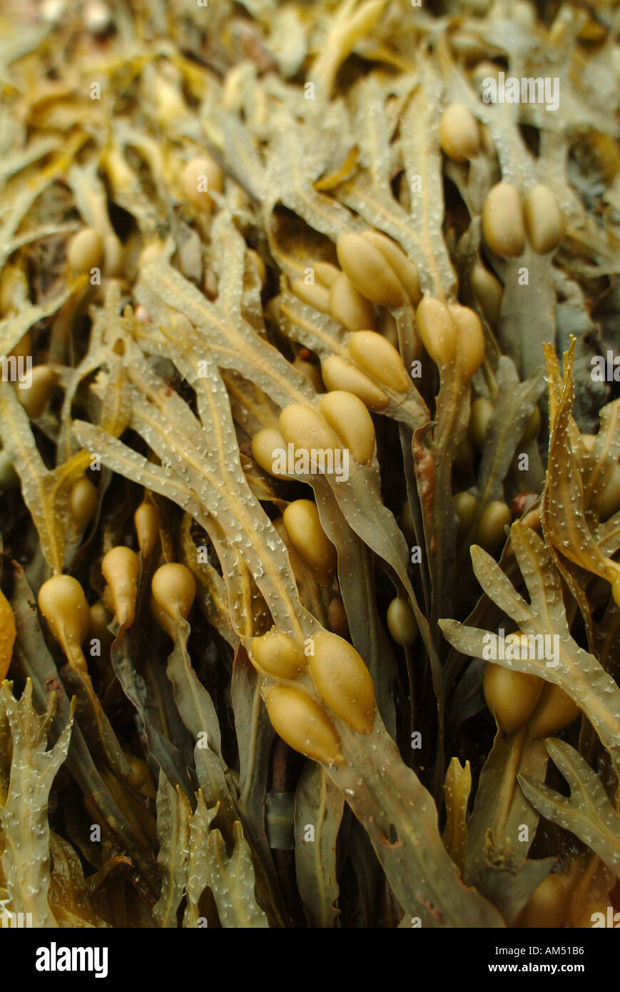 brown and green seaweed with air bladders that help the plant float and